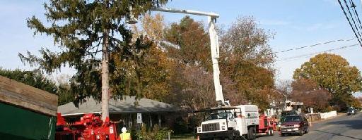 Crownsville Maryland tree removal