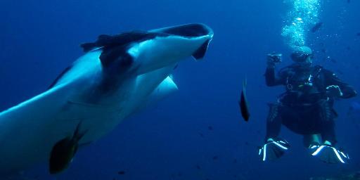 Diving with manta rays in Thailand
