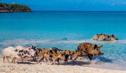 加勒比海豬島