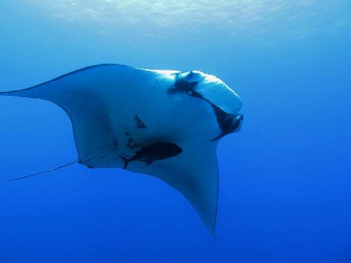 Manta ray at the Similan islands
