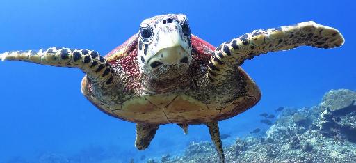 Sea turtle at the Similan islands