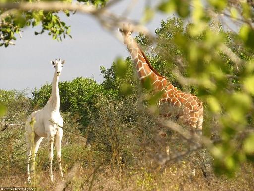 肯亞發現罕見純白長頸鹿