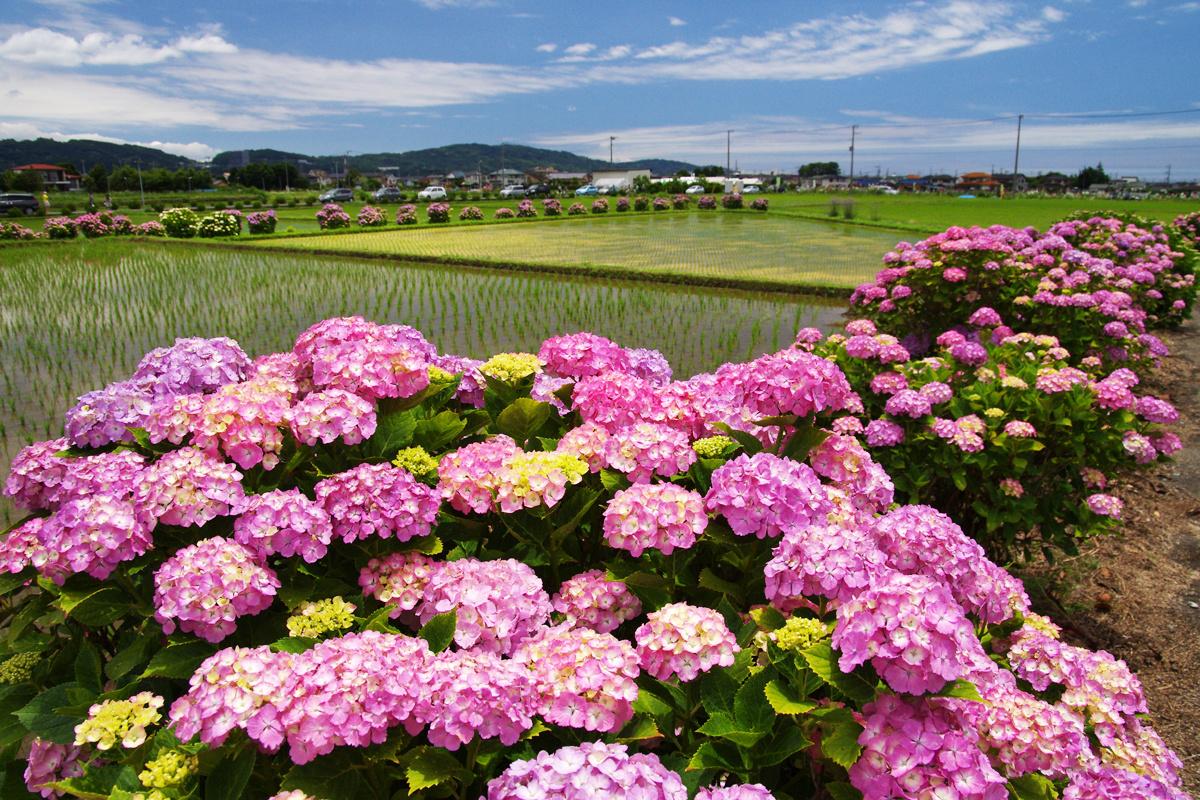 日本繡球花季6月開始 甜瓜365 音樂網melon365 Com